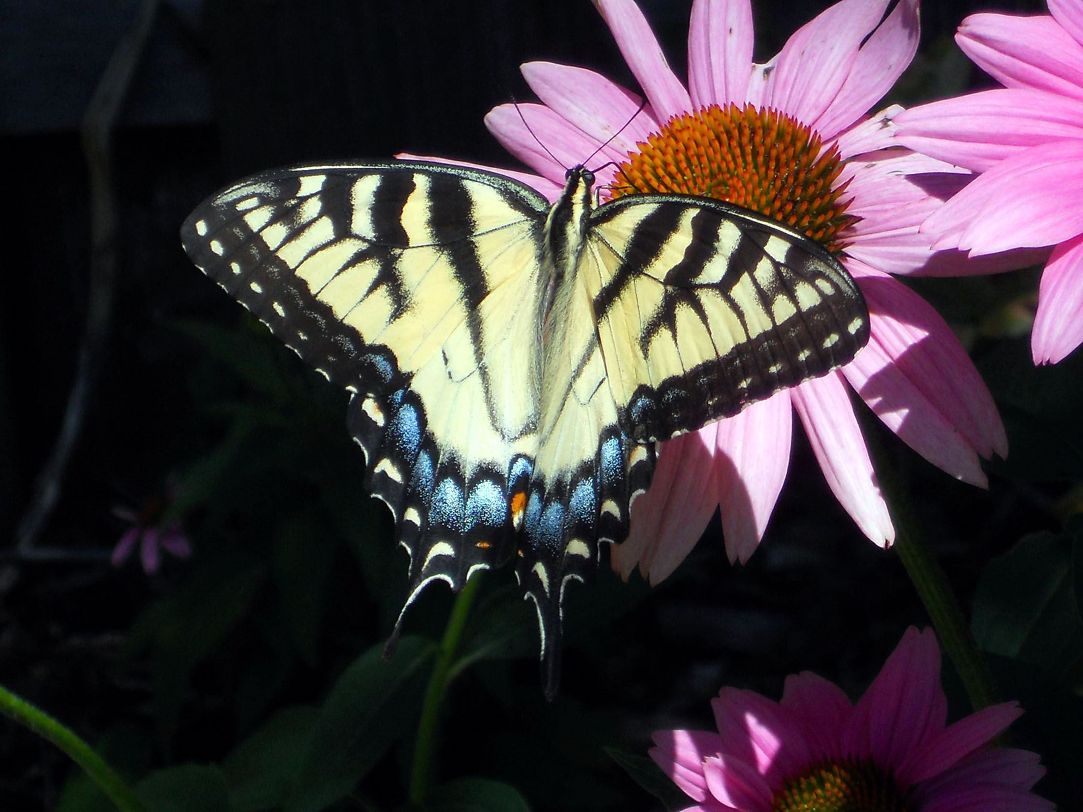 Butterfly2011-1 brazelton